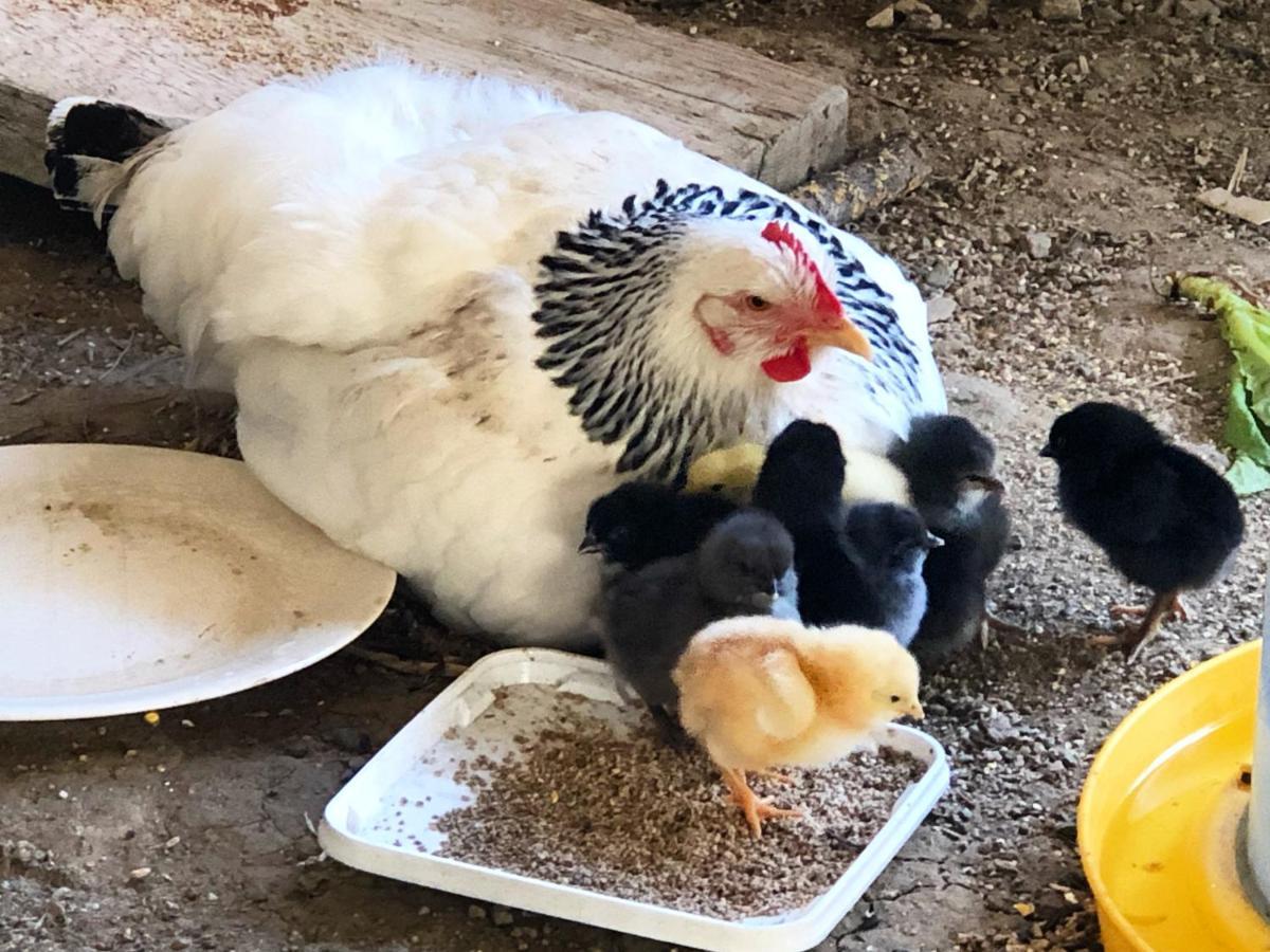 Gite A La Ferme De Verdurette Cordes Sur Ciel Luaran gambar